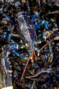 Homard frais du cotentin