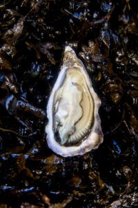 Huitres fraiches de Saint Vaast la Hougue